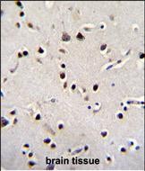IHC-P - LRRC46 Antibody (N-term) AP11359A