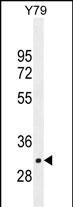WB - LRRC46 Antibody (N-term) AP11359A