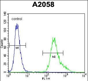 FC - UBXN2A Antibody (C-term) AP11361b