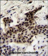 IHC-P - UBXN2A Antibody (C-term) AP11361b