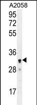 WB - UBXN2A Antibody (C-term) AP11361b