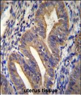 IHC-P - METTL10 Antibody (N-term) AP11370a