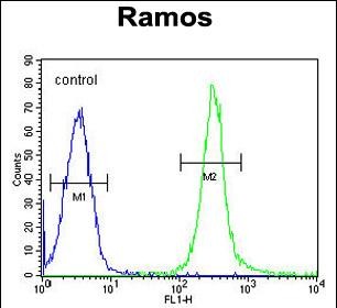 FC - FAM133A Antibody (N-term) AP11383a