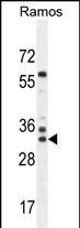WB - FAM133A Antibody (N-term) AP11383a