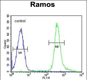 FC - PNLDC1 Antibody (C-term) AP11385b