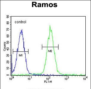FC - MGC24975 Antibody (C-term) AP11386B