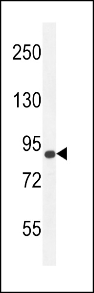 WB - AGAP9 Antibody (N-term) AP11394a