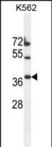 WB - TMEM150B Antibody (N-term) AP11399a