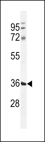 WB - TMCO5B Antibody (C-term) AP11402b