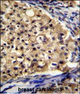 IHC-P - SLC16A13 Antibody (C-term) AP11410b