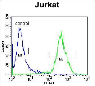 FC - VSTM2B Antibody (N-term) AP11415a