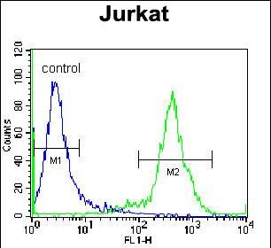 FC - ZNF648 Antibody (N-term) AP11416a