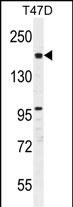 WB - FHAD1 Antibody (C-term) AP11421b