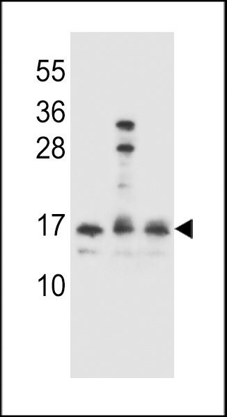 WB - HOPX Antibody (C-term) AP11455b