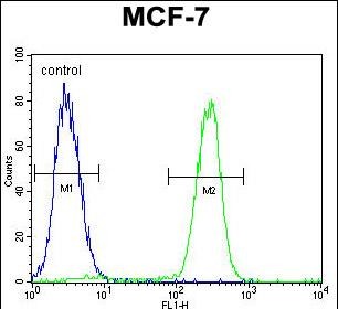 FC - RACGAP1 Antibody (N-term) AP11461a
