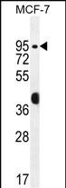 WB - RACGAP1 Antibody (N-term) AP11461a
