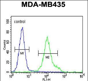 FC - ZNF605 Antibody (N-term) AP11465a