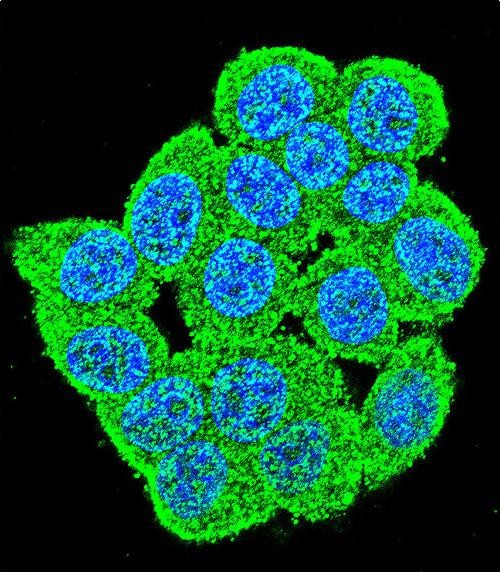 IF - PM20D2 Antibody (C-term) AP11466b