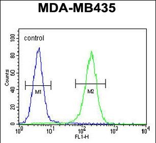 FC - TTLL13 Antibody (Center) AP11485c