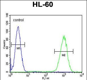 FC - WDR93 Antibody (C-term) AP11501b