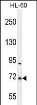 WB - WDR93 Antibody (C-term) AP11501b