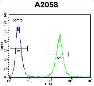 FC - GAB4 Antibody (N-term) AP11515a