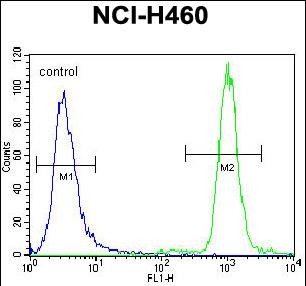 FC - ZNF28 Antibody (N-term) AP11536a