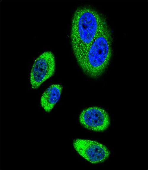 Confocal immunofluorescent analysis of PTGS2 Antibody (Center P378) (Cat. #AP11553c) with A549 cell followed by Alexa Fluor� 489-conjugated goat anti-rabbit lgG (green). DAPI was used to stain the cell nuclear (blue).