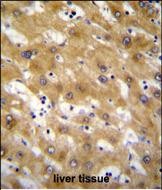 IHC-P - CLEC12B Antibody (C-term) AP11585b