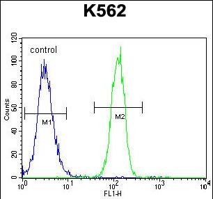 FC - CCDC61 Antibody (N-term) AP11587a