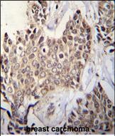 IHC-P - ZBTB42 Antibody (N-term) AP11594a