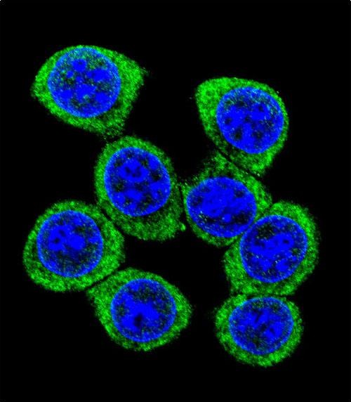 IF - XKR4 Antibody (C-term) AP11606b
