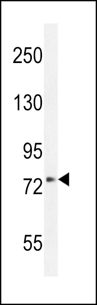 WB - XKR4 Antibody (C-term) AP11606b