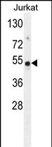 WB - FAM118B Antibody (Center) AP11613c