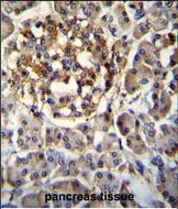 IHC-P - SEC14L5 Antibody (Center) AP11616c