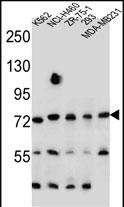 WB - SEC14L5 Antibody (Center) AP11616c