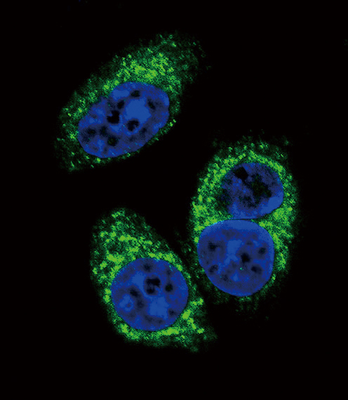 Confocal immunofluorescent analysis of TGFB2 Antibody (Cat#AM1893b) with A549 cell followed by Alexa Fluor� 488-conjugated goat anti-mouse lgG (green).DAPI was used to stain the cell nuclear (blue).