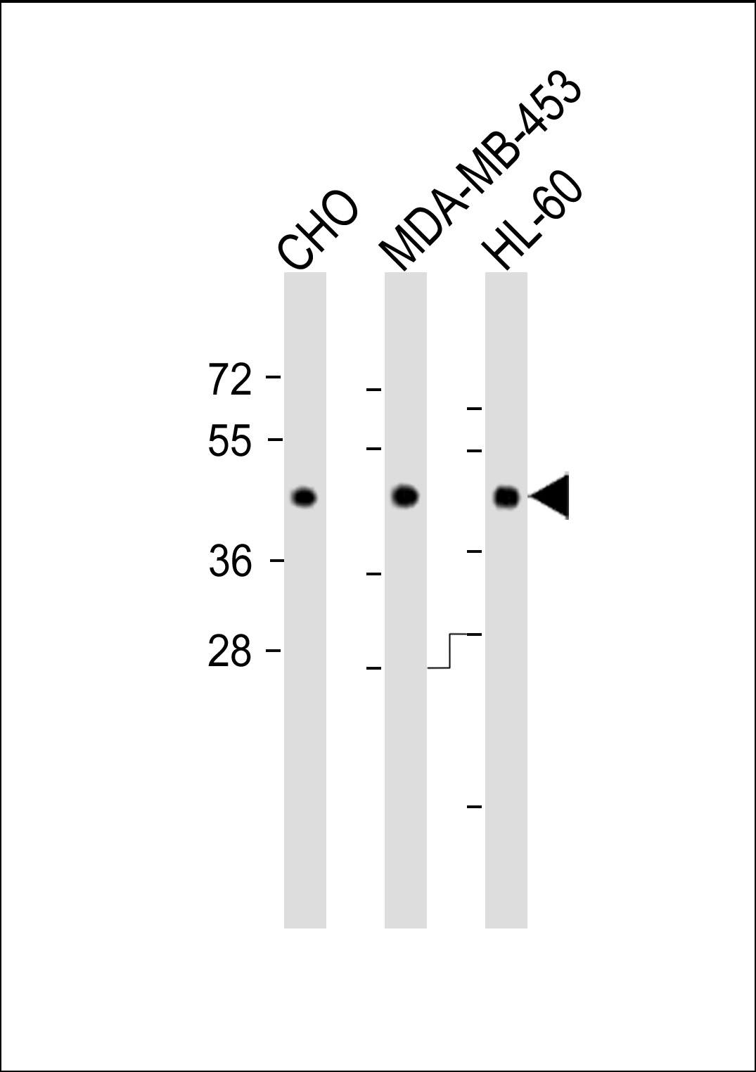 All lanes : Anti-DPF2 antibody (Ascites) at 1:8000 dilutionLane 1: CHO whole cell lysateLane 2: MDA-MB-453 whole cell lysateLane 3: HL-60 whole cell lysateSecondaryGoat Anti-mouse IgG, (H+L),Peroxidase conjugated at 1/10000 dilution.Predicted band size : 44155 DaBlocking/Dilution buffer: 5% NFDM/TBST.