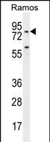 WB - PDE4B Antibody (Center) AP11684c