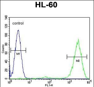FC - PTMA Antibody (N-term) AP11770a