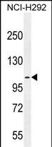 MUC3B Antibody (C-term E881) (Cat. #AP11777b) western blot analysis in NCI-H292 cell line lysates (35ug/lane).This demonstrates the MUC3B antibody detected the MUC3B protein (arrow).