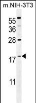 S100A4 Antibody (N-term) (Cat. #AP11782a) western blot analysis in mouse NIH-3T3 cell line lysates (35ug/lane).This demonstrates the S100A4 antibody detected the S100A4 protein (arrow).