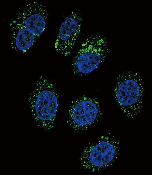 Confocal immunofluorescent analysis of CMGA Antibody (C-term)(Cat#AP11784b) with A549 cell followed by Alexa Fluor 488-conjugated goat anti-rabbit lgG (green). DAPI was used to stain the cell nuclear (blue).