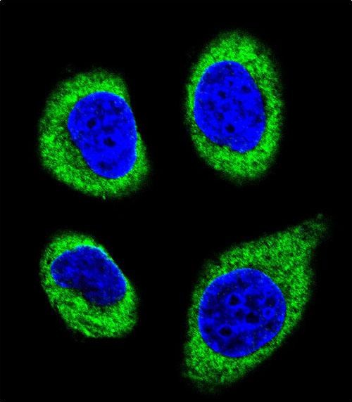 Confocal immunofluorescent analysis of AGBL5 Antibody (N-term)(Cat#AP11785a) with U-251MG cell followed by Alexa Fluor 488-conjugated goat anti-rabbit lgG (green). DAPI was used to stain the cell nuclear (blue).