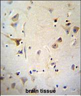 IHC-P - AGBL5 Antibody (N-term) AP11785a