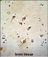IHC-P - GOT1L1 Antibody (C-term) AP11799b