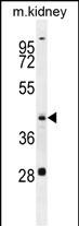 WB - GOT1L1 Antibody (C-term) AP11799b