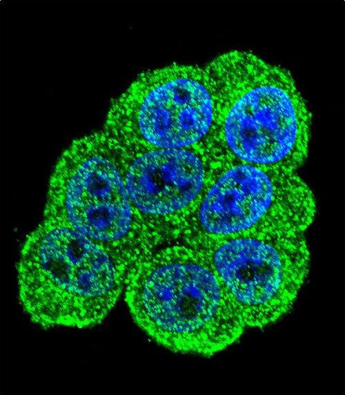 Confocal immunofluorescent analysis of DEF Antibody  (N-term)(Cat#AP11810a) with Hela cell followed by Alexa Fluor 488-conjugated goat anti-rabbit lgG (green). DAPI was used to stain the cell nuclear (blue).
