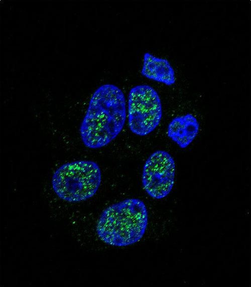 Confocal immunofluorescent analysis of eNos Antibody (S1177)(Cat#AP11828a) with HepG2 cell followed by Alexa Fluor 488-conjugated goat anti-rabbit lgG (green).DAPI was used to stain the cell nuclear (blue).
