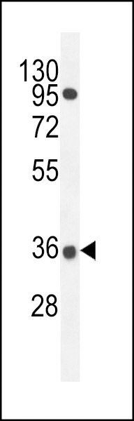 WB - PRR19 Antibody (Center) AP11830c